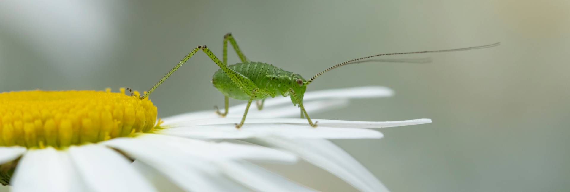 Speckled bush cricket Leptophyes punctatissima, adult on an Oxeye daisy flower, Suffolk, England, UK, June