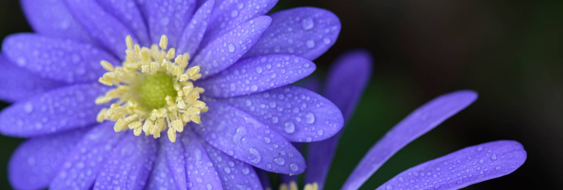 Anemone windflower sp., macro image of two flowerhead with rain drops, showing petals and centre, Co Durham, March