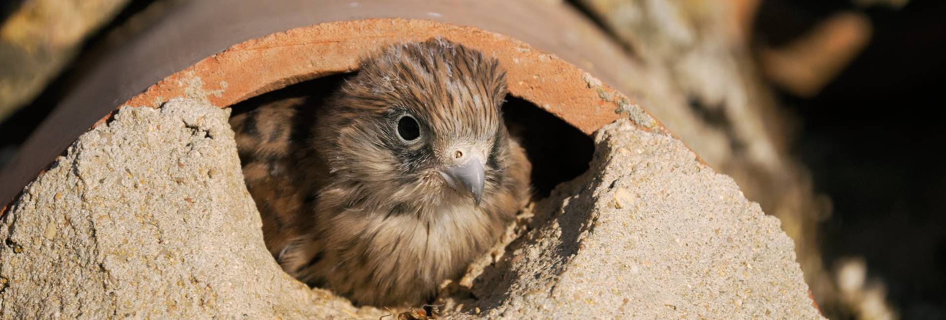 Lesser kestrel Falco naumanni, young bird in nest hole, Spain, June