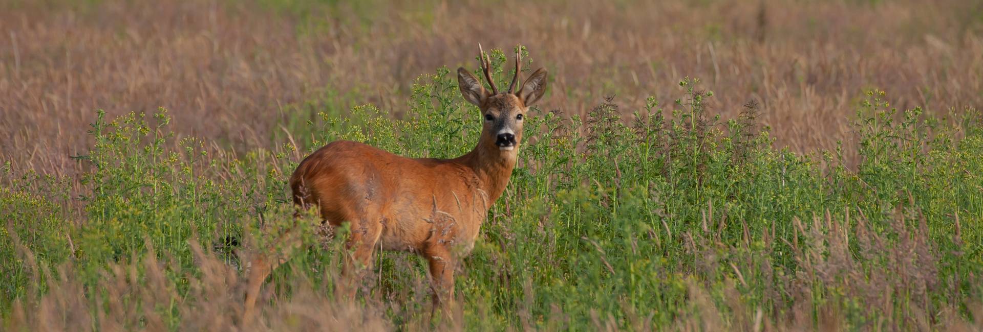 Roe deer Capreolus capreolus adult male in a forest clearing, Suffolk, UK, June