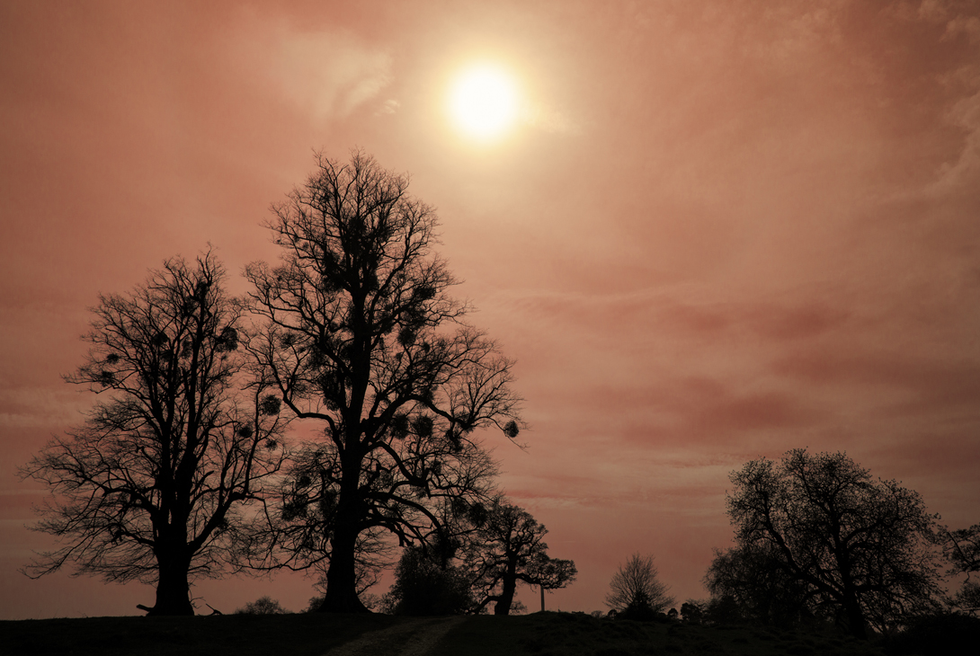 Mistletoe Viscum album, balls silhouetted at sunset in bare mature trees, Gloucestershire, November 