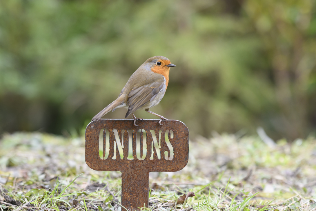 European robin Erithacus rubecula, perched on rusty plant sign in garden raised bed, County Durham, England, UK, March