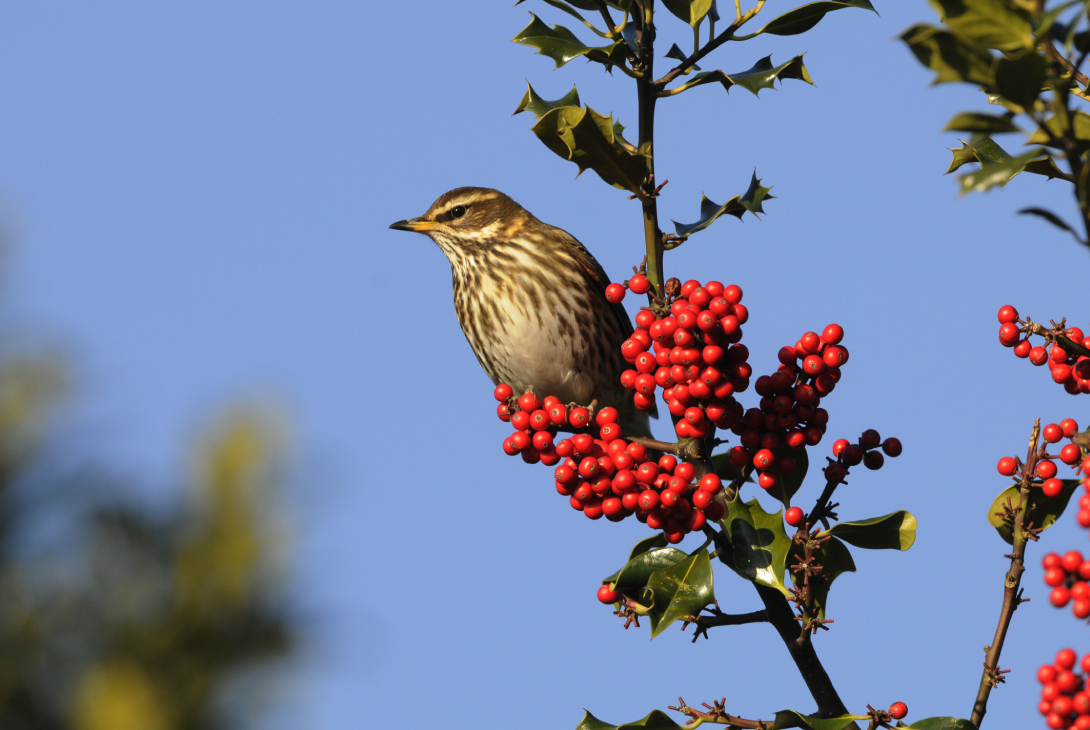 Redwing Turdus iliacus, on holly berries, Norfolk, January