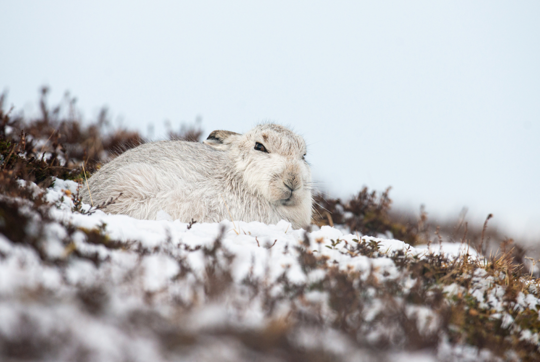 Mountain hare Lepus timidus, looking at the camera while resting in its form, Cairngorms, Scotland, UK, March
