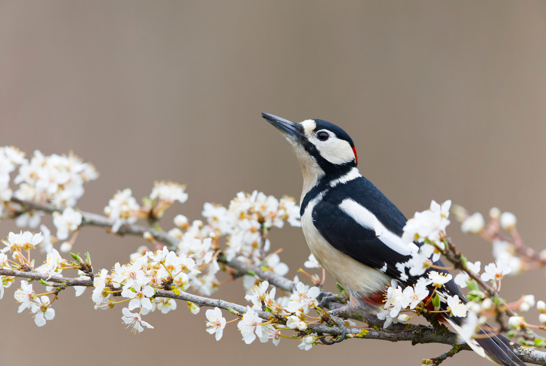 Great spotted woodpecker Dendrocopos major, adult male perched on blossom branch, Suffolk, England, March