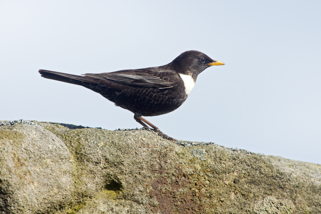 Ring ouzel Turdus torquatus, adult breeding male perched on gritstone boulder on a moorland, Peak District National Park, Derbyshire, May