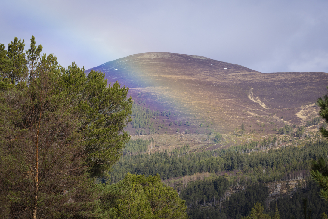 Caledonian pine forest with mountains and rainbow, Cairngorms National Park, Scotland, UK, March